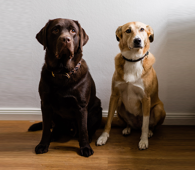 Zwei Hunde, brauner Labrador Schroeder und Mischling Rea, sitzen in der Kanzlei vor einer weißen Wand auf Parkettboden und schauen in die Kamera